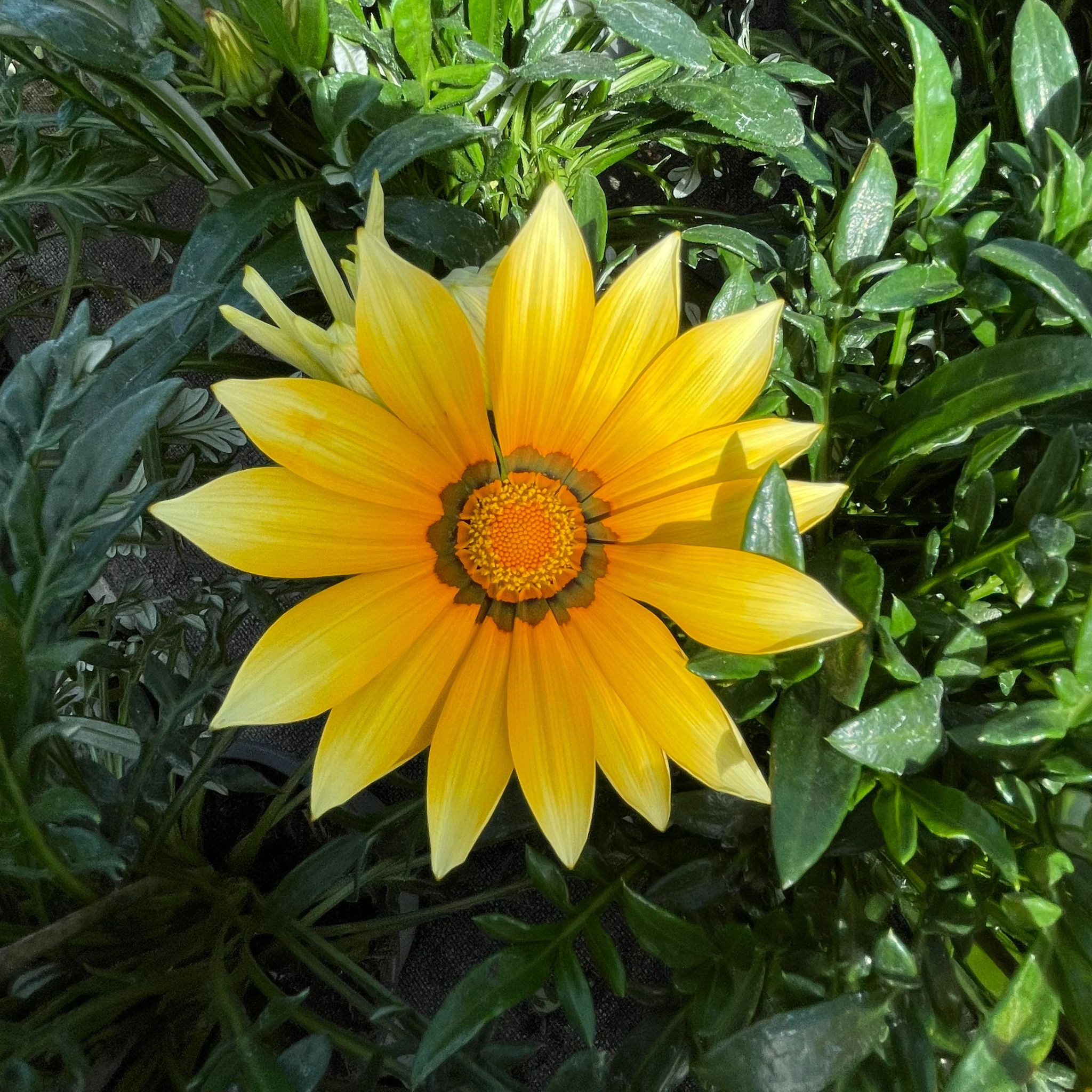 Gartenpflanzen